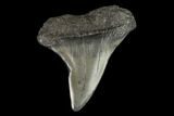 Fossil Mako Shark Tooth - South Carolina #128744-1